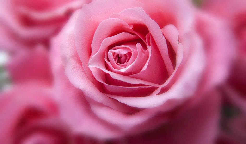 significado da cor rosa designe