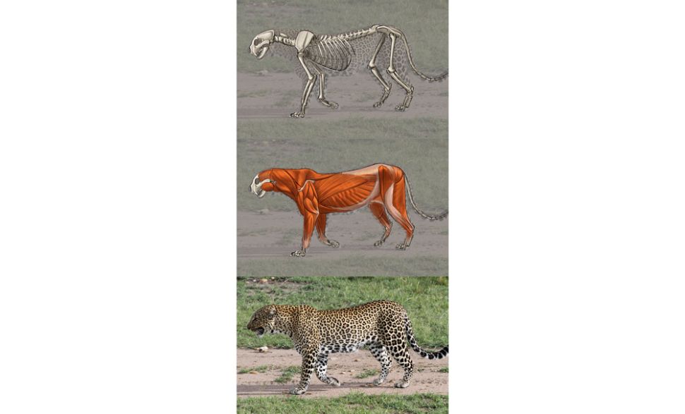 como desenhar animais dividir o corpo em secoes designe