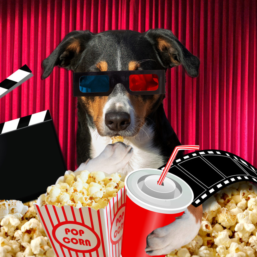 10 Filmes Para Assistir Com Seu Cachorro